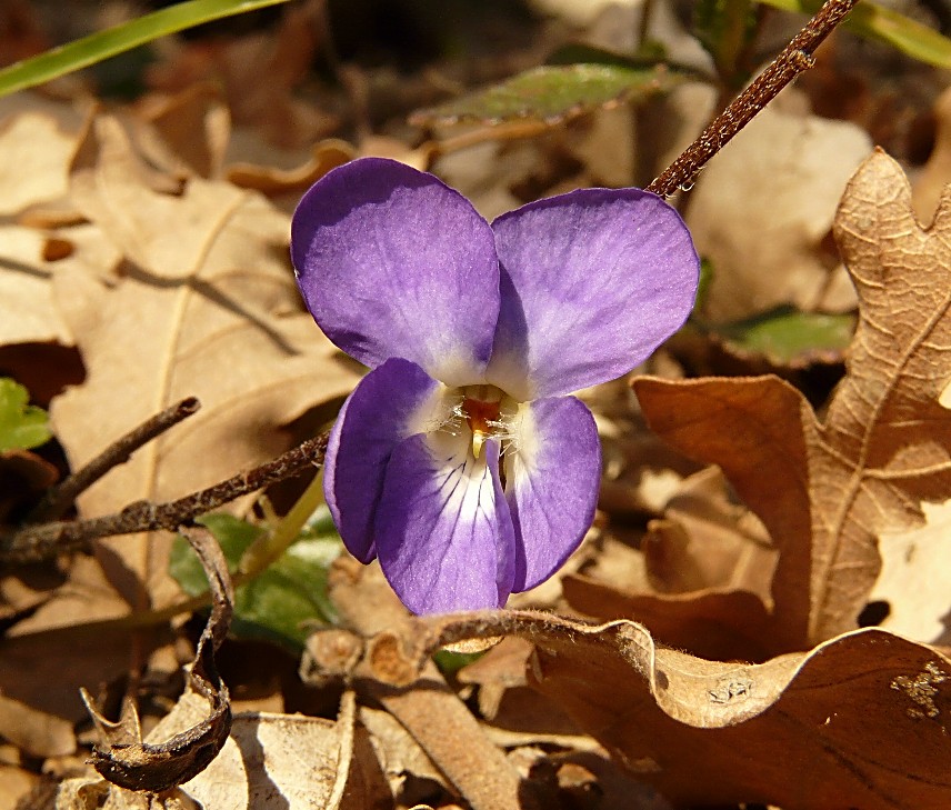 Due tipi di viole